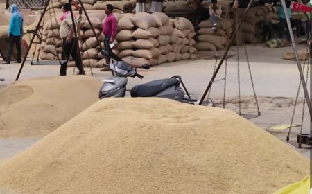 खैरथल मंडी में बाजरे की बंपर आवक: रोजाना पहुंच रहे 15-20 हजार कट्टे; ₹2200 तक मिले भाव, सरकारी खरीद की उठी मांग