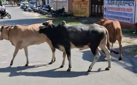 भीलवाड़ा के सुभाष नगर में आवारा पशुओं का आतंक; हाई सेकेंडरी स्कूल के पास मुख्य सड़क पर जमावड़े से बढ़ रहा हादसों का खतरा