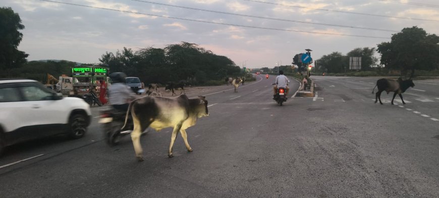 टोल टैक्स पूरा, सुरक्षा अधूरी: NH-758 पर 100 की रफ्तार के बीच अचानक आ रहे गोवंश, बड़े हादसों को न्यौता