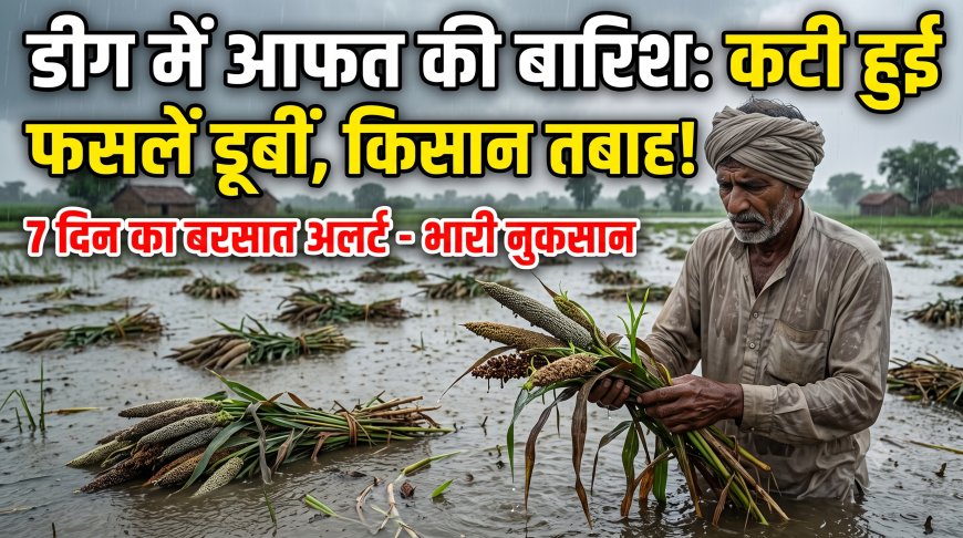 आफत की बारिश: कटी हुई ज्वार-बाजरे की फसलें पानी में डूबीं, 7 दिन के अलर्ट से किसानों में हाहाकार