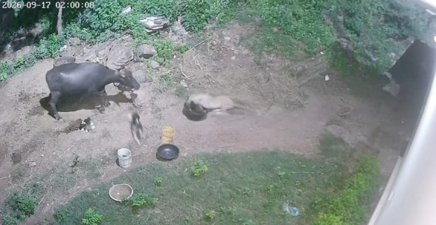 रात के अंधेरे में शिकार बनाने पहुंचा बघेरा: बाड़े में सो रहे श्वान को दबाया जबड़े में, CCTV में कैद हुई घटना
