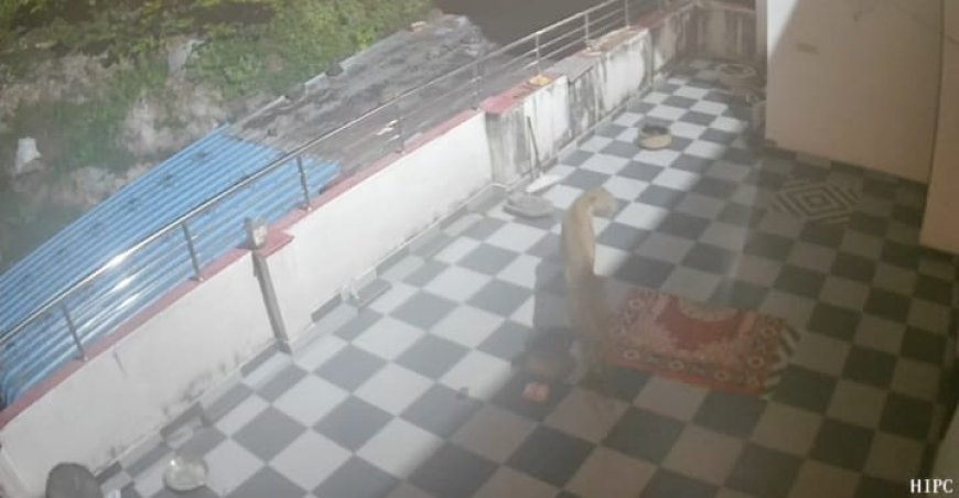 राजगढ़ के नया गांव बोलका में बघेरे का आतंक: बाड़े से स्वान को उठाया, छत पर सीसीटीवी में कैद हुई हलचल