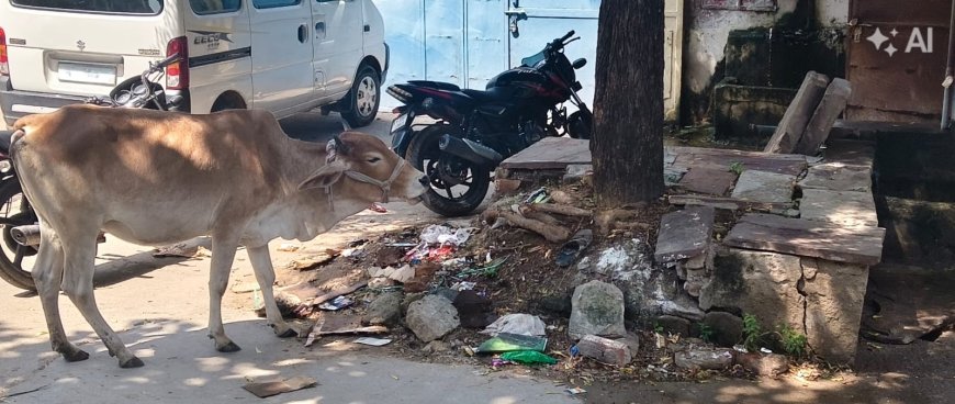 डिजिटल इंडिया और स्वच्छता अभियान को मुंह चिढ़ाती तस्वीरें: गुरलां में बेजुबान खा रहे प्लास्टिक, कौन है इस बदहाली का जिम्मेदार?