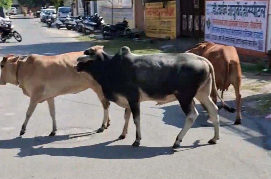 भीलवाड़ा के सुभाष नगर में आवारा पशुओं का आतंक; हाई सेकेंडरी स्कूल के पास मुख्य सड़क पर जमावड़े से बढ़ रहा हादसों का खतरा
