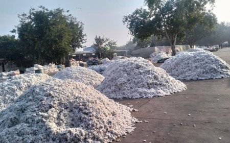 खैरथल मंडी में चमका कपास का भाव: 8500 रुपए तक पहुंचा रेट, किसानों के खिले चेहरे