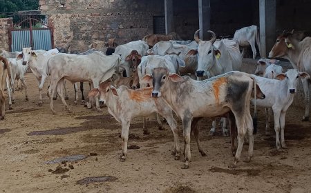 नारायणपुर में विश्व पशु दिवस पर गूंजा जीवदया का संदेश: धामेंडा धाम गौशाला में समिति ने लिया पशु सेवा और पर्यावरण संरक्षण का संकल्प