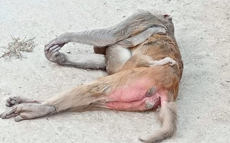 सड़क पर घायल पड़े मां-बच्चे को देखकर दिखाई संवेदनशीलता, वन विभाग की टीम ने किया रेस्क्यू