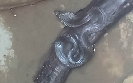 गुरला क्षेत्र में पानी के टांके से निकला 5 फीट लंबा जहरीला कोबरा; रेस्क्यू टीम ने सुरक्षित पकड़कर जंगल में छोड़ा