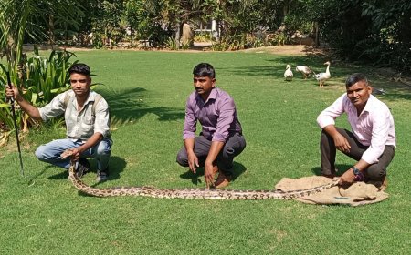 फार्महाउस में घुसा 10 फीट का विशालकाय अजगर, बतख निगलने पर मचा हड़कंप; सर्पमित्र ने बचाई जान
