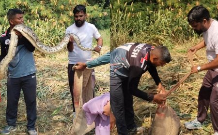 उपनगर पुर में खेत में निकला 10 फीट लंबा अजगर, वन विभाग की टीम ने किया सफल रेस्क्यू