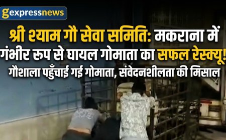 श्री श्याम गौ सेवा समिति की संवेदनशीलता: मकराना में गंभीर रूप से घायल गोमाता का सफल रेस्क्यू कर पहुंचाया गौशाला