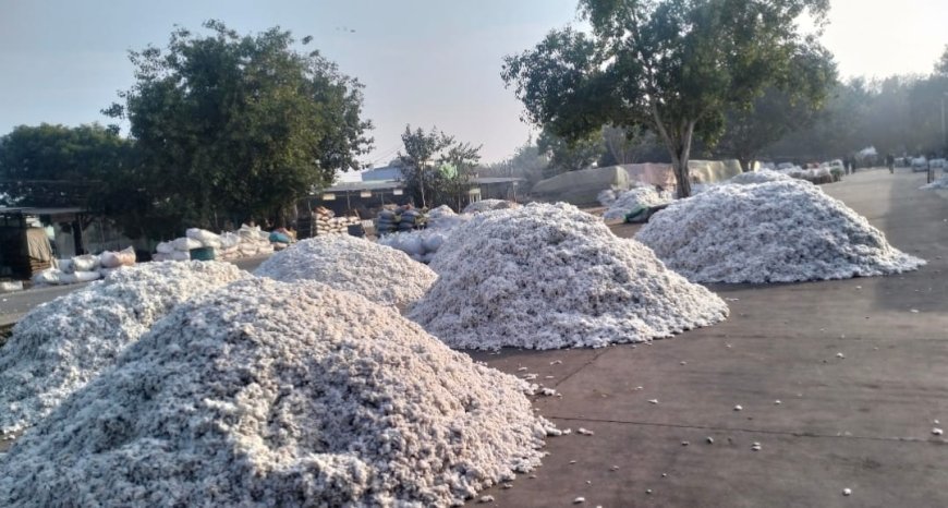 खैरथल मंडी में चमका कपास का भाव: 8500 रुपए तक पहुंचा रेट, किसानों के खिले चेहरे