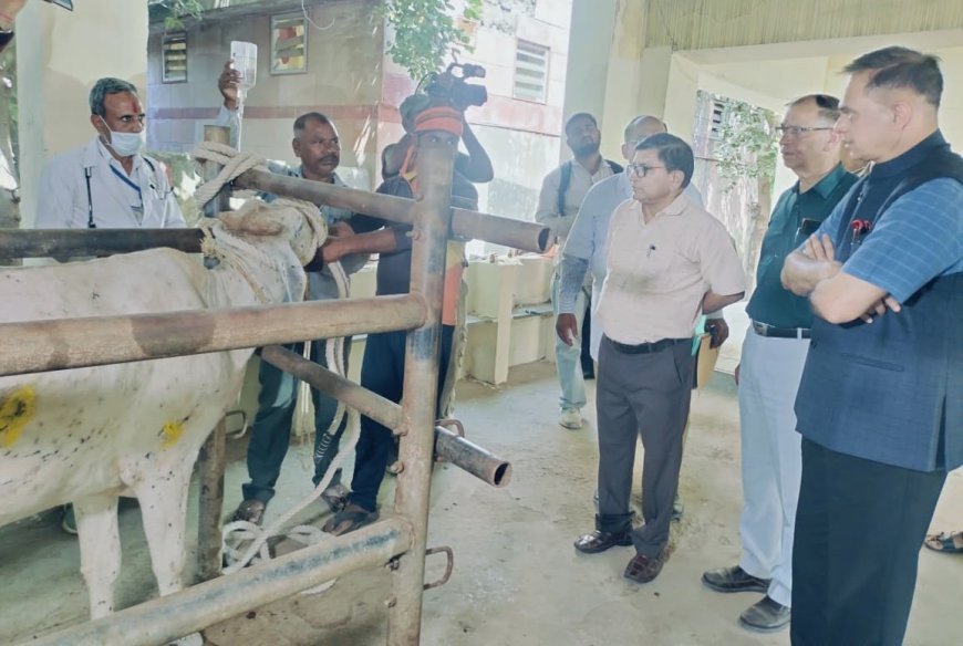 मुख्य सचिव ने पशु पॉलीक्लिनिक का किया औचक निरीक्षण: लम्पी डिजीज से प्रभावित गोवंश के इलाज और जांच प्रक्रिया का लिया जायजा