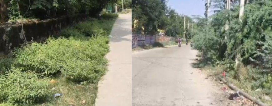 राजगढ़ में मौसमी बीमारियों का खतरा बढ़ा: नगर पालिका प्रशासन से कस्बे में शीघ्र फॉगिंग कराने और खरपतवार हटाने की उठी पुरजोर मांग