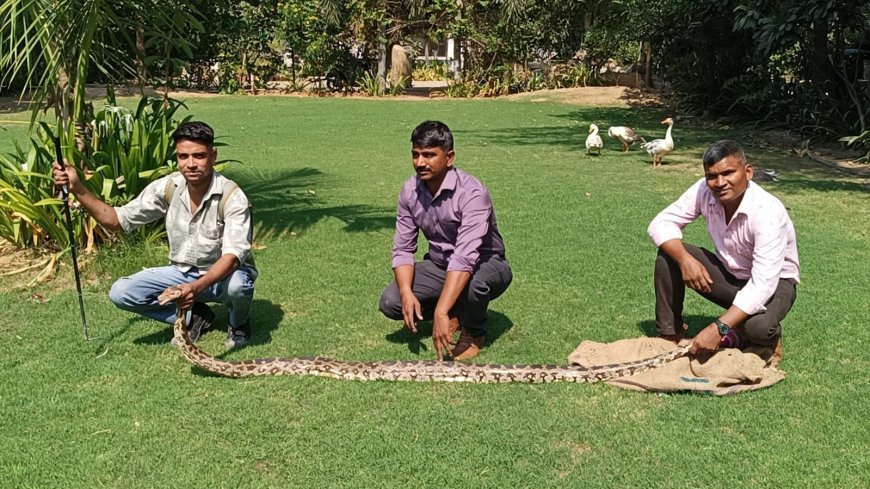 फार्महाउस में घुसा 10 फीट का विशालकाय अजगर, बतख निगलने पर मचा हड़कंप; सर्पमित्र ने बचाई जान
