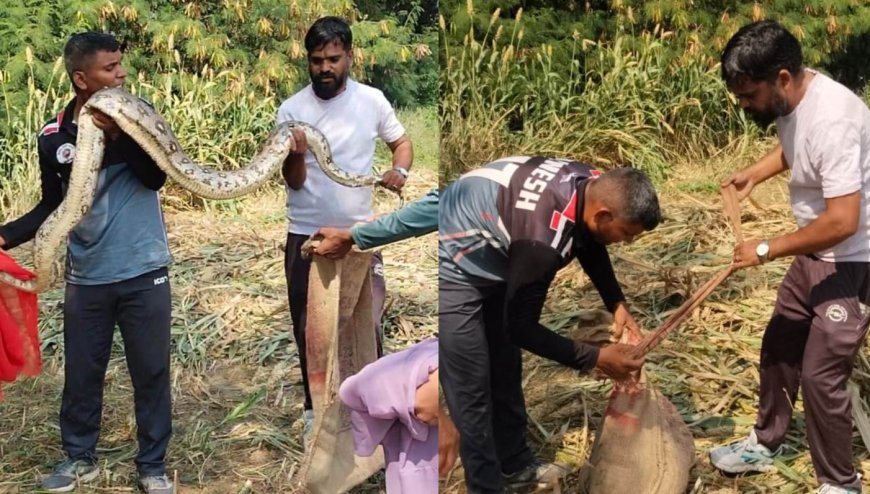 उपनगर पुर में खेत में निकला 10 फीट लंबा अजगर, वन विभाग की टीम ने किया सफल रेस्क्यू