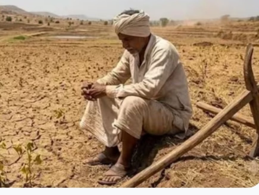 बदलते मौसम की मार से फसल बचाने का फॉर्मूला: 15 नवंबर तक पूरी कर लें गेहूं की बुआई, रबी मक्का के लिए यह समय सबसे उत्तम