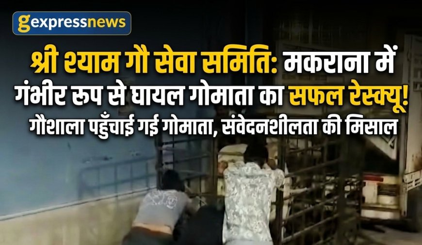 श्री श्याम गौ सेवा समिति की संवेदनशीलता: मकराना में गंभीर रूप से घायल गोमाता का सफल रेस्क्यू कर पहुंचाया गौशाला