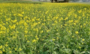 सरकारी खरीद के इंतजार में औने-पौने दाम पर बिक रही सरसों