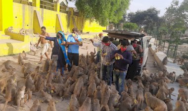 गोवर्धन परिक्रमा मार्ग में भूखे बंदरों के लिए डालें कार्यकर्ताओं ने केले टमाटर और चने