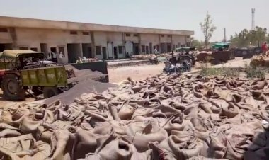 बारदाना समाप्त  होने से तीन दिन से भरे ट्रेक्टरों सहित लाइन में लगे किसान।