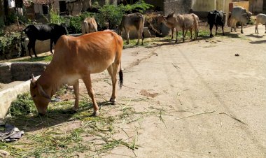 ग्रामीण क्षेत्र में निर्जला एकादशी के पर्व पर निराश्रित पशुओं को चारा डाल कर दान पुण्य किया
