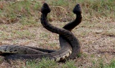 नाग नागिन के जोड़ेे की अठखेलिया ने ग्रामीणों को रिझाया