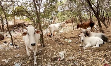 चारे, पानी के लिए मोहताज हो रहे बेजुबान गाय, बछड़े व सांड़ -आंखों में आंसु, धूप में कठोर तपस्या, कब तक होगी बेजुबान गायों की परीक्षा