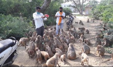 फल सब्जी खिला कर हजारों भूखे बंदरो और गायो का पेट भर रहे उत्साही युवा
