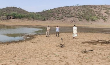 बयाना में सियार,भेडीये व लंगूर बढे तो दुर्लभ जीव घटे