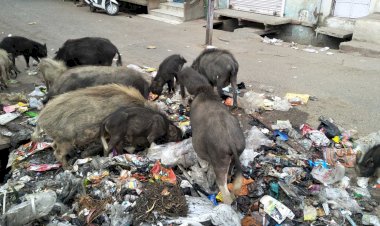 आवारा गौवंश व सूअरों से नागरिक परेशान,जिम्मेदारों का नही ध्यान