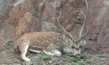 कुत्तों ने सरिस्का वन क्षेत्र से भटके हिरण को किया घायल हुई  मौत