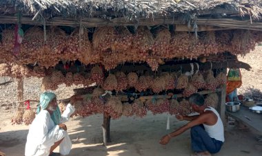 लाल प्याज का बीज तैयार करने में जुटे किसान