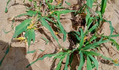 क्षेत्र में दूसरे दिन भी कई गांवों में पहुंचा टिड्डीयो का दल, किसानो की बढ़ी चिंता