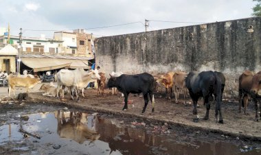 आवारा पशुओं व जानवरों ने जीना किया मुश्किल, लोगो का घर से बाहर निकलना मुश्किल
