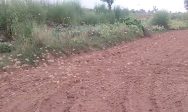 बयाना के गांवों में फिर से बोला टिड्डीदलों ने धावा