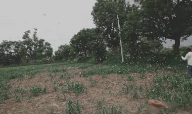 कलसाडा में टिड्डीदल ने डाला पडाव, किसानो के चेहरे पर चिंता