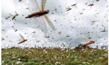 टिड्डी दल ने खरीफ की फसल को किया चट किसान चिंतित