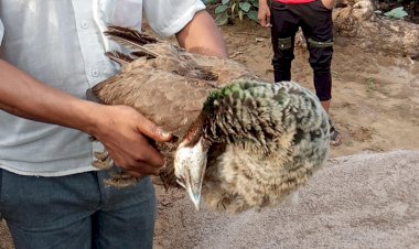 करंट लगने से दो मोरनीयो की मौत