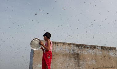 डीग उपखंड में टिड्डी दल का हमला, फसलों मे नुकसान पहुंचने की आशंका से किसानों में मचा हड़कंप