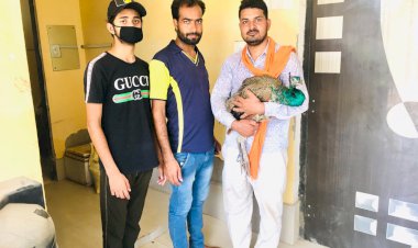 जहरीला चुग्गा खाने से राष्ट्रीय पक्षी मोर हुआ गंभीर रूप से घायल, एक आंख हुई खराब