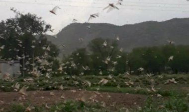 टिड्डी दल को लेकर बयाना में सतर्कता