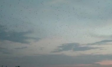 डीग उपखंड में टिड्डी दल का हमला फसलों को नुकसान पहुंचने की आशंका से किसानों में मचा हड़कंप