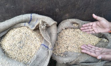 खाध निगम ने गरीबों को खाने के लिए भेजा सड़ा हुआ गेंहू,डीलरों ने किया लेने से इंकार