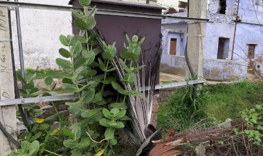 करंट लगने से राष्ट्रीय पक्षी मोर की मृत्यु