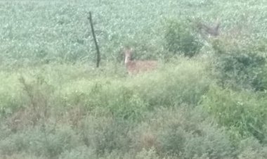 सरिस्का से चलकर भोपाला पहुंचे चीतल