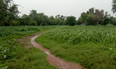 सकट क्षेत्र जमकर बरसी बारिश, फसलों को मिला जीवनदान