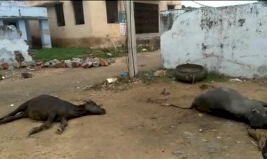 गोविन्दगढ़ के फ़ाहरी मे बिजली लाइन टूटने से दो भैंसो की हुई मौत