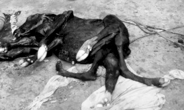 भैंस ने दिया आठ पैरों के पाडे को जन्म, बना कौतूहल का विषय