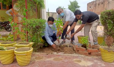 कस्बे के कॉलेज में किया वृक्षारोपण